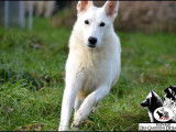Trois chiots Femelles Bergers Blancs Suisses LOF &agrave; vendre