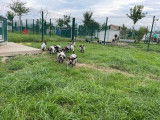 Chiots Griffons Korthals LOF à réserver