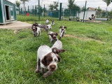 Chiots Griffons Korthals LOF à réserver