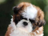 3 chiots Shih Tzu LOF à réserver