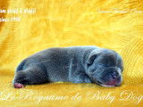 9 chiots Staffordshire Bull Terriers LOF à réserver