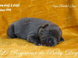 9 chiots Staffordshire Bull Terriers LOF à réserver