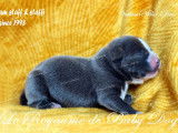 9 chiots Staffordshire Bull Terriers LOF à réserver