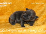 9 chiots Staffordshire Bull Terriers LOF à réserver