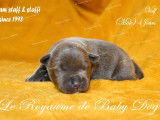 9 chiots Staffordshire Bull Terriers LOF à réserver