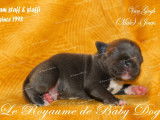 9 chiots Staffordshire Bull Terriers LOF à réserver