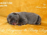 9 chiots Staffordshire Bull Terriers LOF à réserver