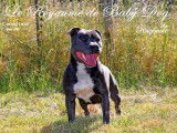 9 chiots Staffordshire Bull Terriers LOF à réserver