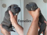 5 chiots Cane Corso LOF à réserver