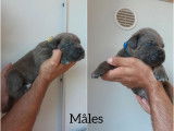 5 chiots Cane Corso LOF à réserver
