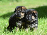 2 chiots Bergers Allemands femelles LOF &agrave; r&eacute;server