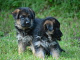 2 chiots Bergers Allemands femelles LOF &agrave; r&eacute;server