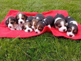 Chiots Beagles LOF à réserver