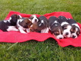 Chiots Beagles LOF à réserver