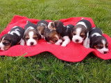 Chiots Beagles LOF à réserver
