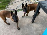 À vendre : 4 chiots femelles Bergers Belges Malinois LOF