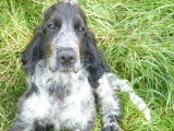 1 chiot Cocker Anglais mâle LOF à vendre