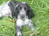 1 chiot Cocker Anglais mâle LOF à vendre