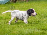 2 adorables chiots Setter Anglais LOF à réserver