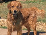Mâle Golden Retriever LOF disponible pour saillie