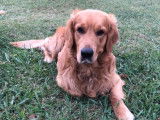 Mâle Golden Retriever LOF disponible pour saillie