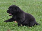 À réserver :7 chiots Labrador Retriever LOF