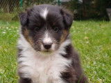 À réserver : 6 chiots Bergers des Shetland LOF