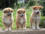 &Agrave; vendre : 3 chiots Akita Inus m&acirc;les LOF