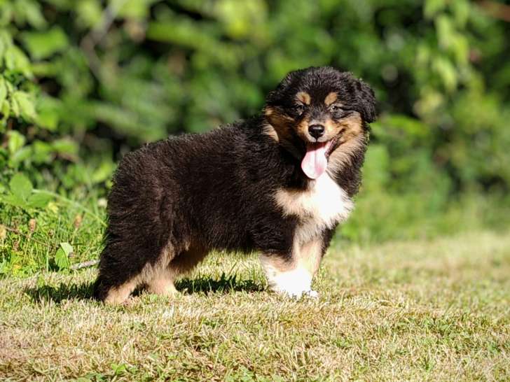 Chiots Bergers Australiens LOF à réserver