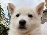 À réserver 5 chiots Bergers Blancs Suisses LOF
