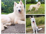 À réserver 5 chiots Bergers Blancs Suisses LOF