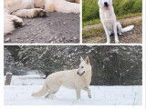 À réserver 5 chiots Bergers Blancs Suisses LOF