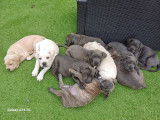 Chiots Cane Corso LOF à vendre