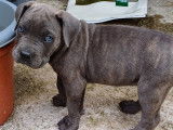 Chiots Cane Corso LOF à vendre