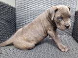 Chiots Cane Corso LOF à vendre