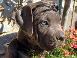 Chiots Cane Corso LOF à vendre