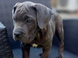 Chiots Cane Corso LOF à vendre