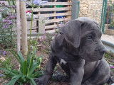 Chiots Cane Corso LOF à vendre