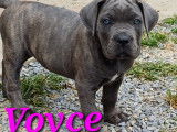 Chiots Cane Corso LOF à vendre