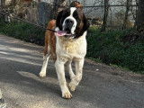 Un chien mâle adulte Saint-bernard LOF disponible à la vente