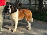 Chienne Saint-bernard à vendre (LOF)