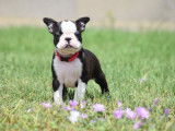 Un chiot femelle Boston Terrier &agrave; r&eacute;server (LOF)