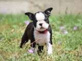 Un chiot femelle Boston Terrier &agrave; r&eacute;server (LOF)