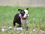 Un chiot femelle Boston Terrier &agrave; r&eacute;server (LOF)
