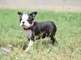 Un chiot femelle Boston Terrier &agrave; r&eacute;server (LOF)