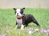 Un chiot femelle Boston Terrier &agrave; r&eacute;server (LOF)