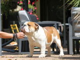 À vendre un chien Bulldog Anglais mâle LOF d’un an