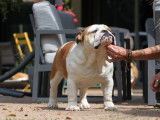 À vendre un chien Bulldog Anglais mâle LOF d’un an