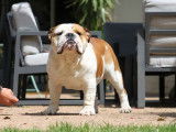 À vendre un chien Bulldog Anglais mâle LOF d’un an