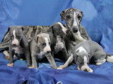 Des chiots Whippets LOF à vendre
